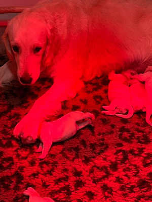 CHIOT 7