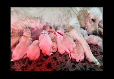 CHIOT 6